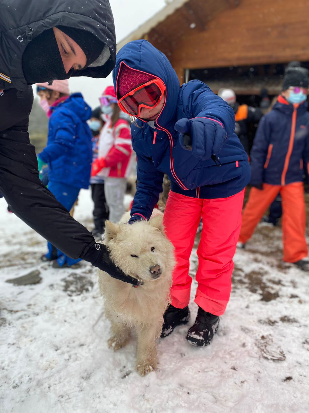 Aventures Nordiques – Chiens de traineaux