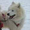 Chiens de traineaux sur la neige