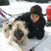 Balade en chien de traîneaux