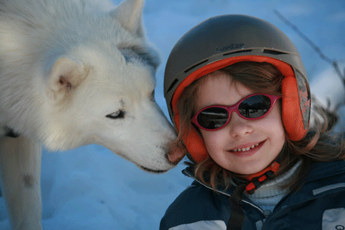 Aventures Nordiques – Chiens de traineaux