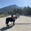 Cours d'équitation dans la carrière