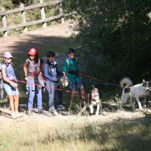 Colonie de vacances spéciale avec les chiens de traineau