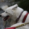 Chiens de traineaux