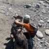 Stage découverte musher