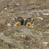 Marmotte dans le Parc de la Vanoise